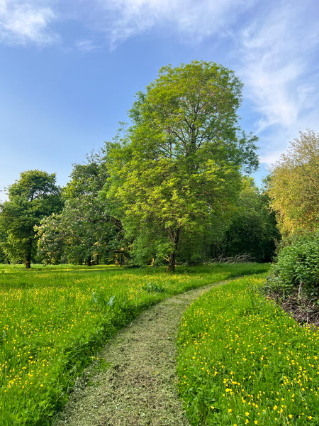 Wild Things at Ballyvolane House: A Guided Biodiversity Walk Through Gardens, Woods & Lakes