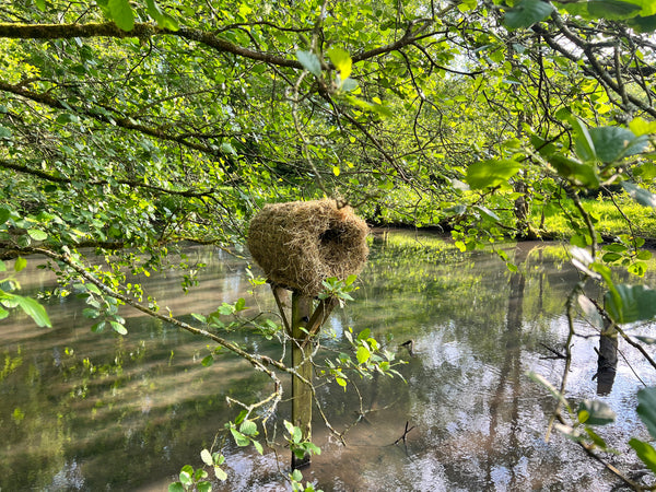 Wild Things at Ballyvolane House: A Guided Biodiversity Walk Through Gardens, Woods & Lakes