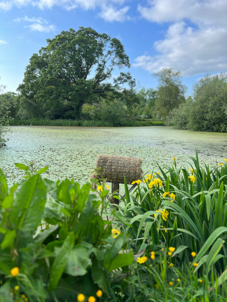 Wild Things at Ballyvolane House: A Guided Biodiversity Walk Through Gardens, Woods & Lakes