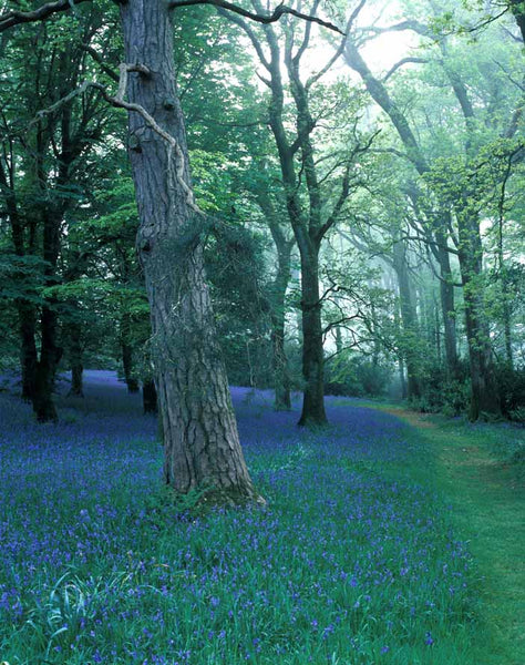 Wild Things at Ballyvolane House: A Guided Biodiversity Walk Through Gardens, Woods & Lakes
