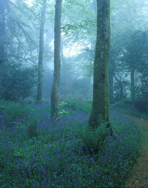 Wild Things at Ballyvolane House: A Guided Biodiversity Walk Through Gardens, Woods & Lakes