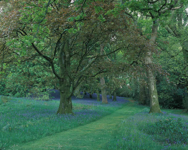 Wild Things at Ballyvolane House: A Guided Biodiversity Walk Through Gardens, Woods & Lakes